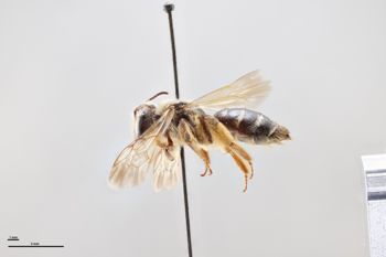 Media type: image;   Entomology 769916 Aspect: habitus lateral view